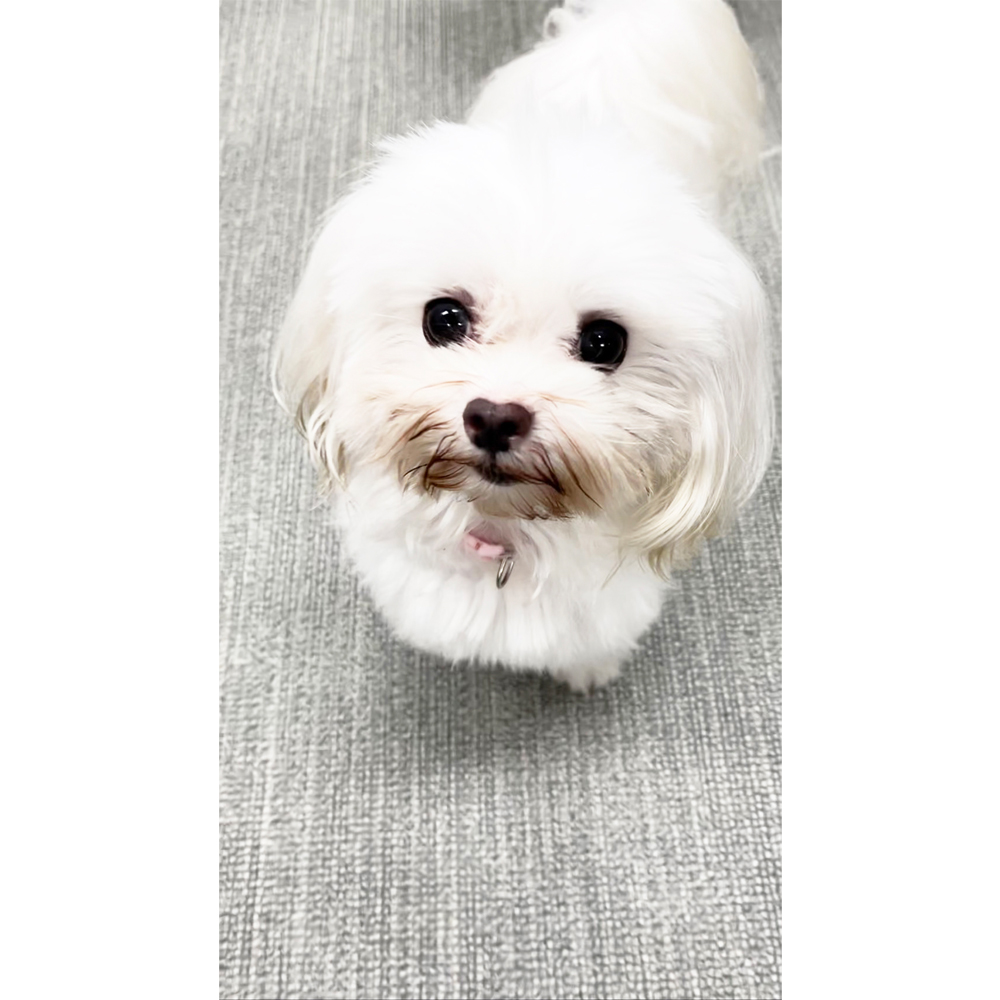 生徒が撮影したモデル犬写真①